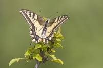 Schwalbenschwanz (Papilio machaon) Wildlife Ungarn